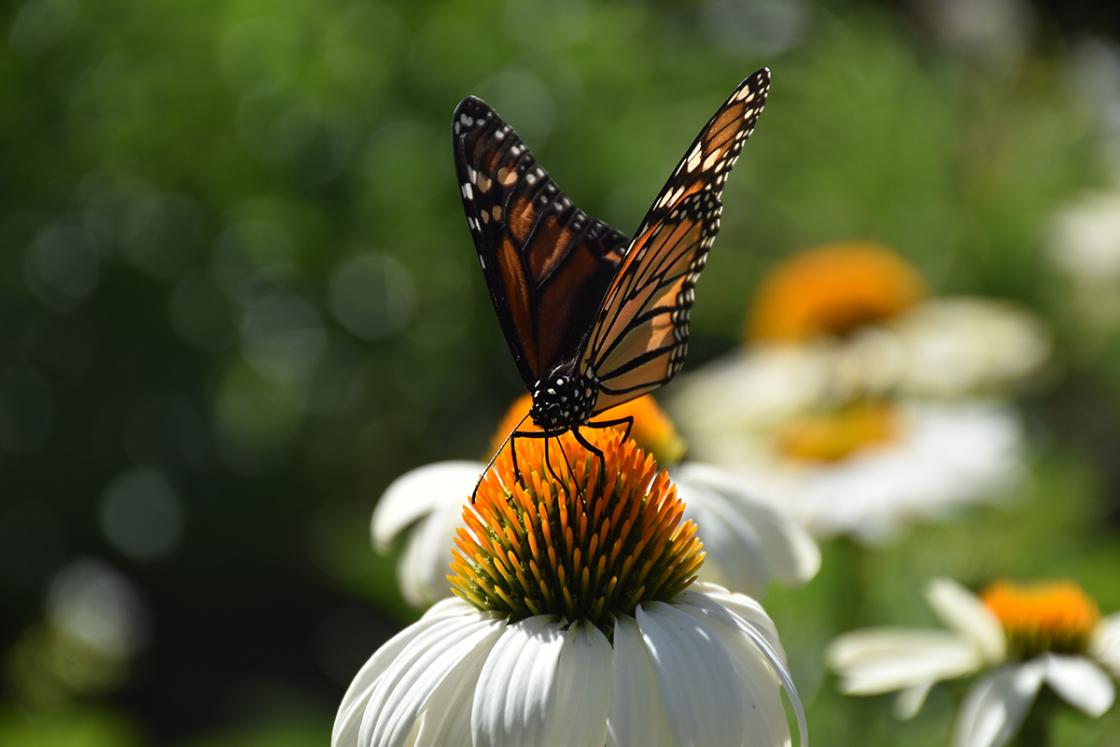 Cranbrook House & Gardens Butterfly - Photo by Eric Franchy