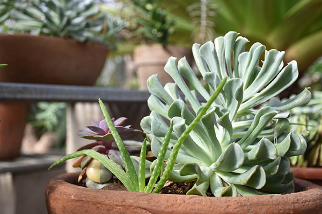 Photograph of a pot of succulents in the Conservatory Greenhouse at Cranbrook House & Gardens, winter 2019.