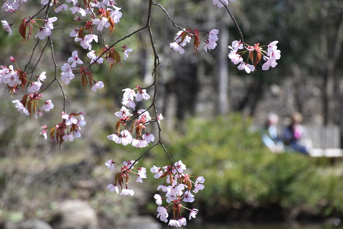Cherry Blossoms in the Japanese Garden at Cranbrook House & Gardens. Photography by Eric Franchy.