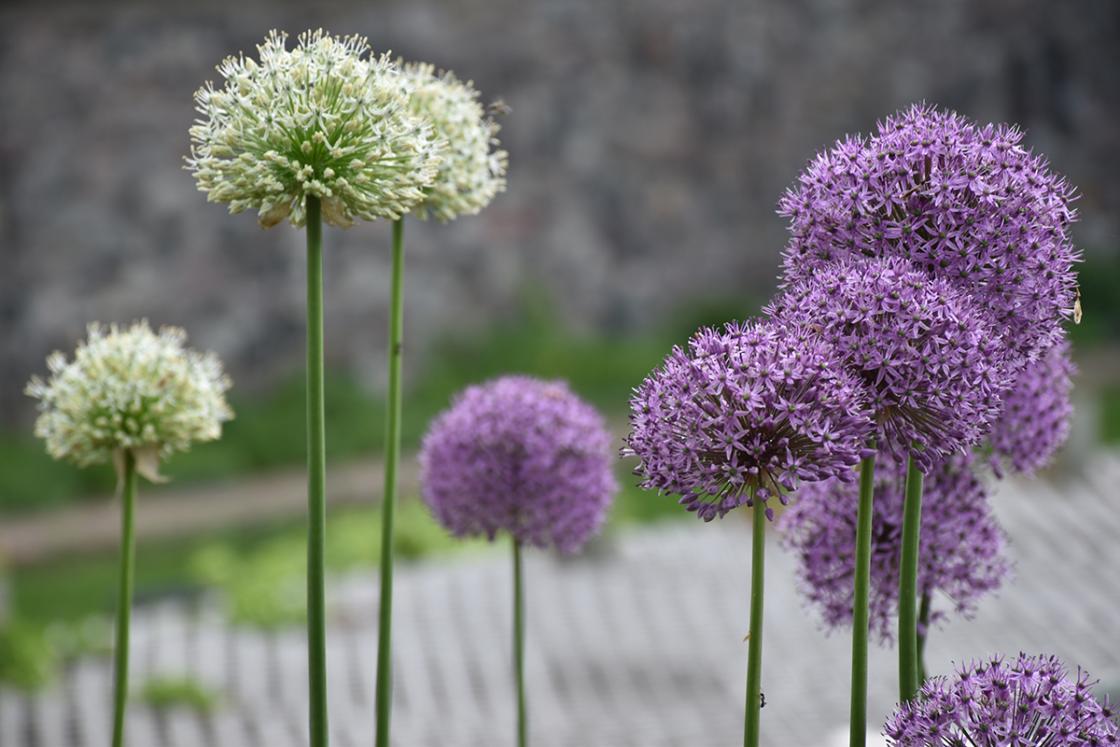 Allium at Cranbrook Gardens. Photograph taken May 2019 by Eric Franchy.