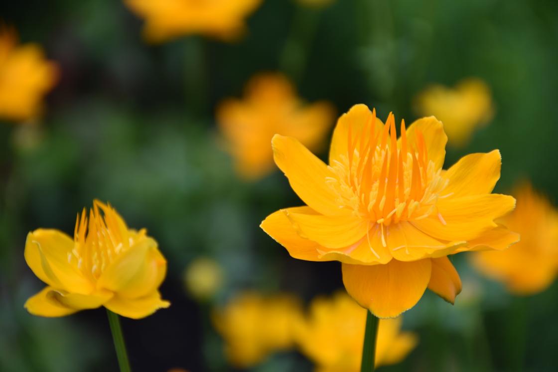Trollius (globe flower) by the Reflecting Pool at Cranbrook House & Gardens, June 20, 2019.