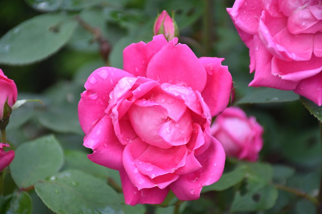 Roses in the Cranbrook House Courtyard Garden. Photograph taken Thursday, June 20, 2019.