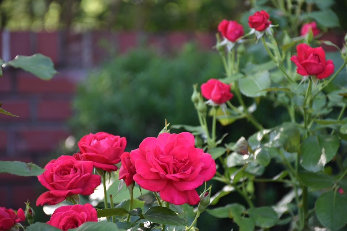 Roses in the Cranbrook House Courtyard Garden. Photograph taken Saturday, June 29, 2019.