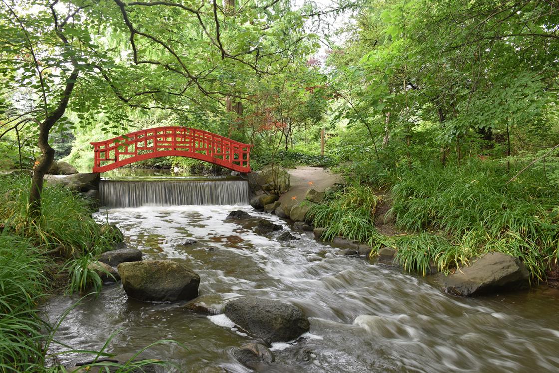 Photograph of the Japanese (Red) Bridge in the Japanese Garden at Cranbrook House & Gardens. Photograph taken by Eric Franchy, July 2019.