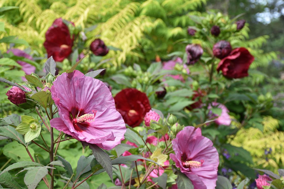 Photograph of hibiscus in the Sundial Garden at Cranbrook House & Gardens, August 2019.
