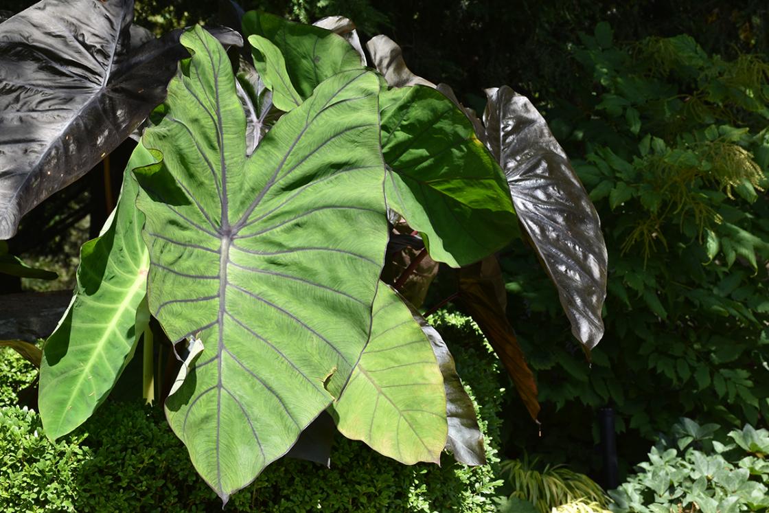 Colocasia (elephant ears) in the Texture Garden at Cranbrook House & Gardens, August 2019.