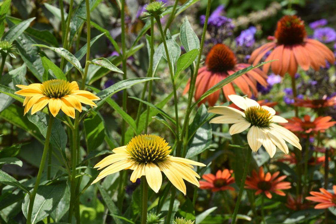Cranbrook House & Gardens Herb Garden 2018 - Flower Closeup