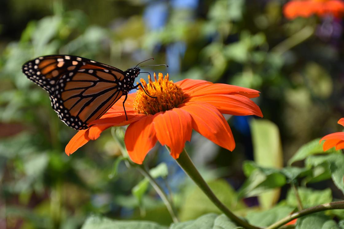 Photograph of a monarch butterfly on a Mexican flame vine in the Butterfly Garden at Cranbrook House & Gardens, August 2019.