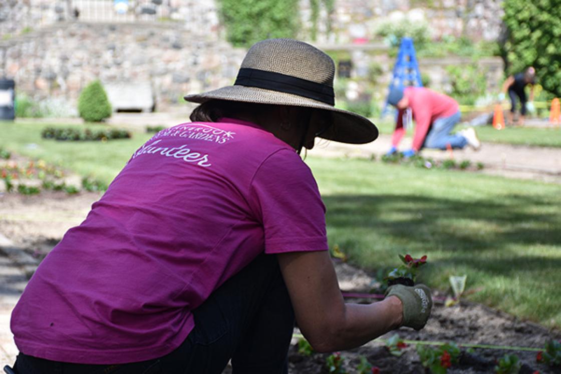 Photograph of a volunteer working in the Sunken Garden.