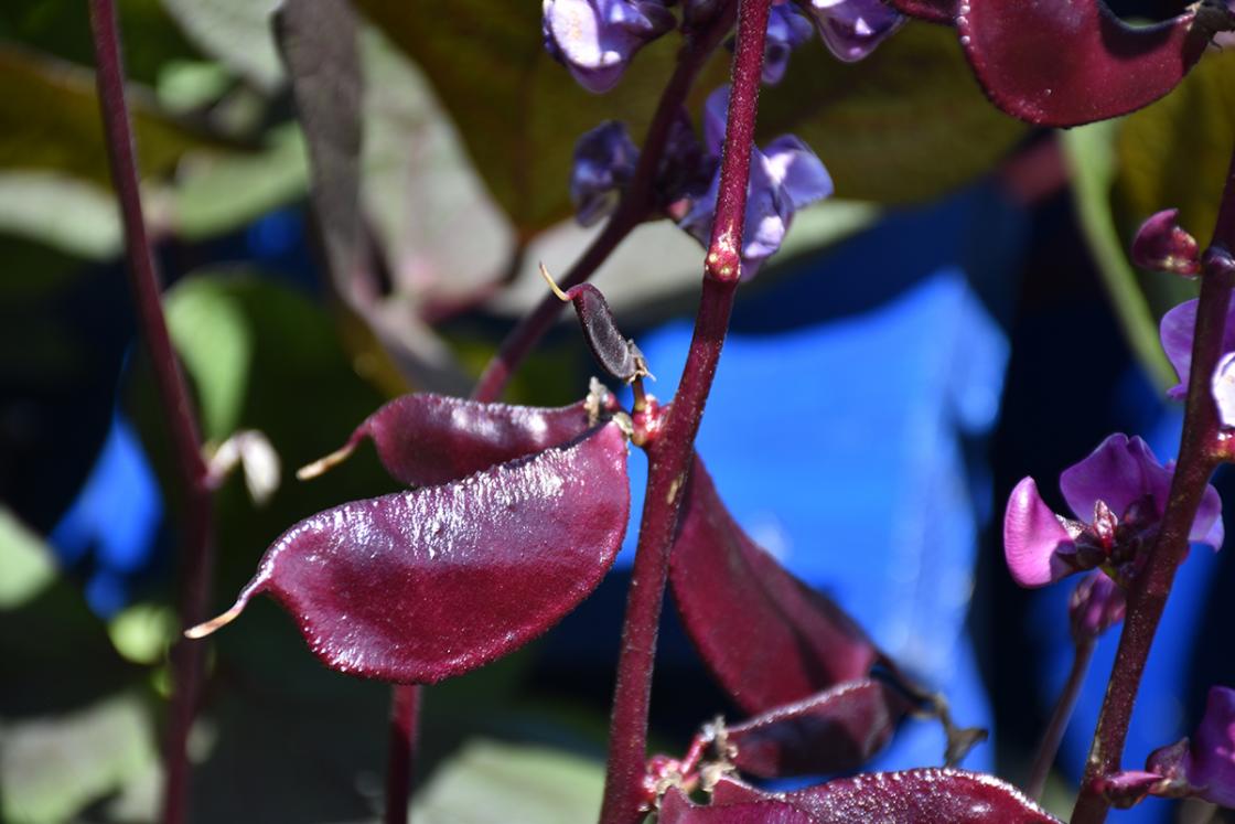 Photograph of hyacinth bean in the Sunken Garden at Cranbrook House & Gardens, September 2019.