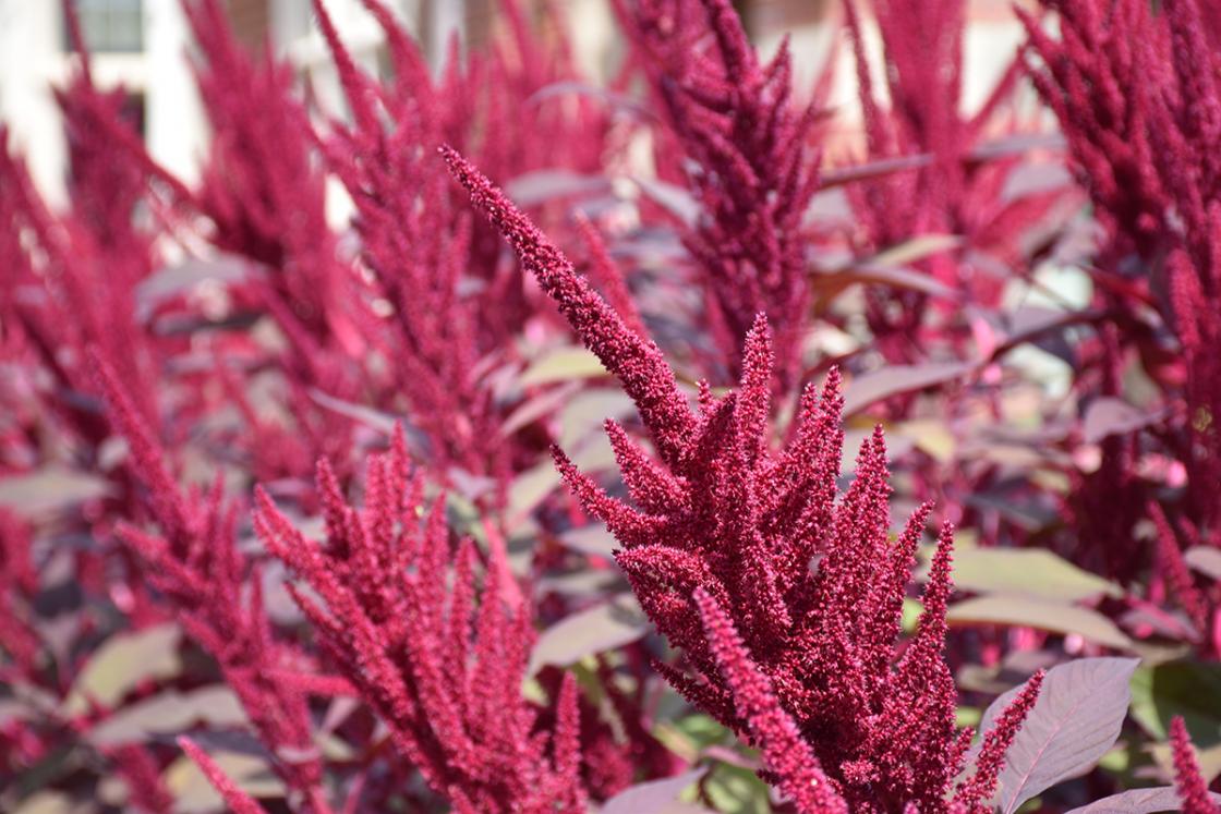 Photograph of amaranthus in the Cranbrook House courtyard, September 2019.