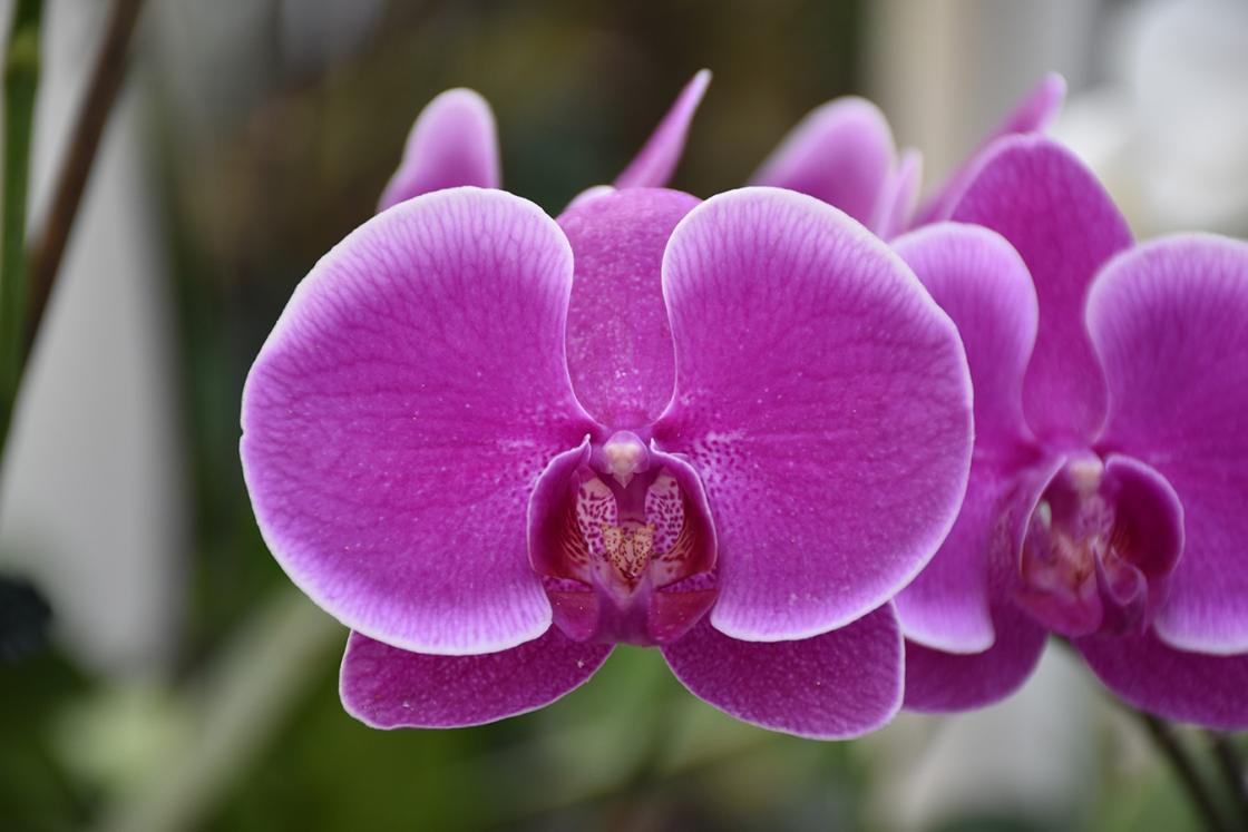Photograph of an orchid in the Conservatory Greenhouse at Cranbrook.